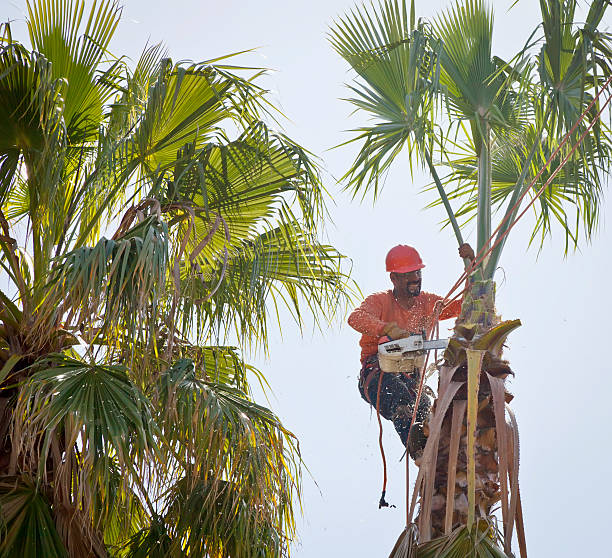 Best Large Tree Removal  in Junction, TX